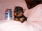 Camada Yorkshire Terrier Minis 100 - mejor precio | unprecio.es