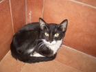 GATOS BICOLOR Y SIAMESES NECESITA SER ADOPTADOS - mejor precio | unprecio.es