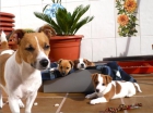 Jack Russell Terrier - mejor precio | unprecio.es