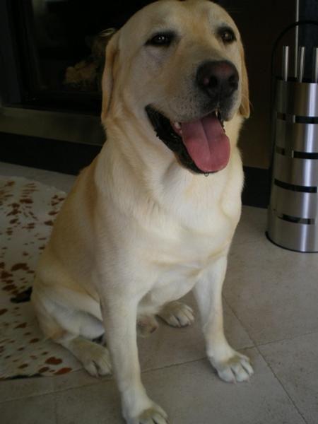 LABRADOR BUSCA NOVIA