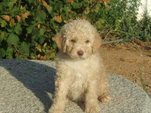 perro de agua
