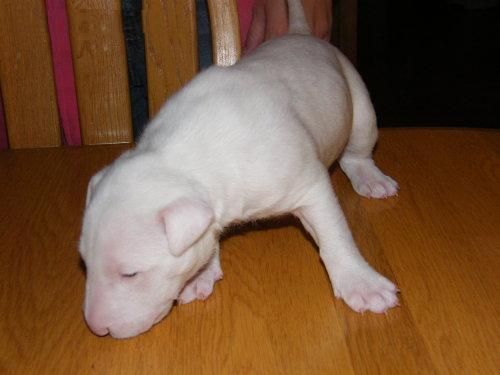 que será muy feliz de recibir este precioso y hermoso nuevo miembro de la familia Bull Terrier que quieren unirse a su f