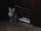 Regalo gatita - mejor precio | unprecio.es