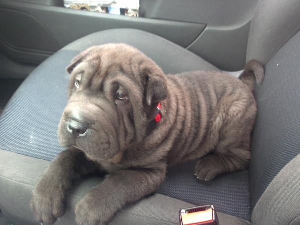 Shar Pei  próxima camada