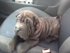 Shar Pei próxima camada - mejor precio | unprecio.es