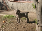 vendo cachorra braco de weimar - mejor precio | unprecio.es