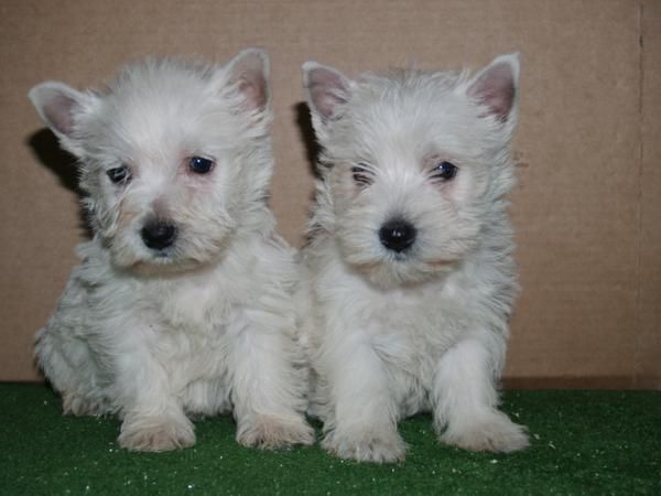 Vendo increíble camada de West higland terrier