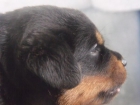 venta rottweiler - mejor precio | unprecio.es