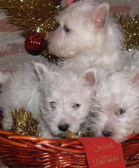 West higland, sensacionales cachorros