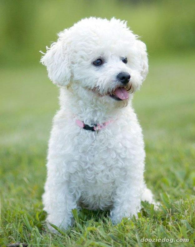 Bichon Frise