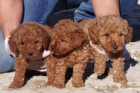 Cachorros de caniche toy con pedigre , en el mismo madrid - mejor precio | unprecio.es
