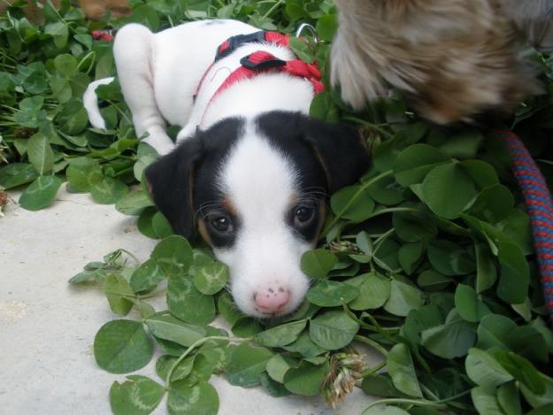 Cachorros en adopción