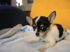 Camada Chihuahua apartir de dos meses180euro - mejor precio | unprecio.es