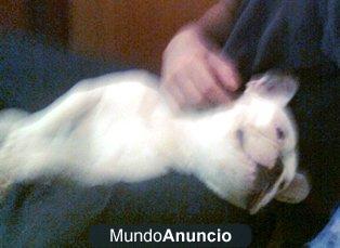 CAMBIO BULLDOG FR