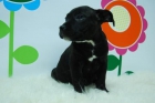 Excelentes Stanford - Bullterrier ( Macho ) - ( Negro ) -- ( Exposicion y Compañia ) - mejor precio | unprecio.es