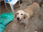 Lola necesita una famila - mejor precio | unprecio.es
