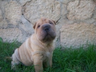 sharpei camada - mejor precio | unprecio.es