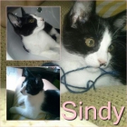 SINDY, atrapada en el motor de un coche - mejor precio | unprecio.es