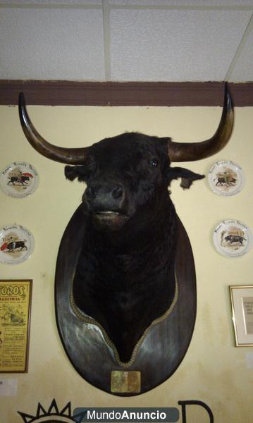 Vendo cabeza de toro disecada negro mulato