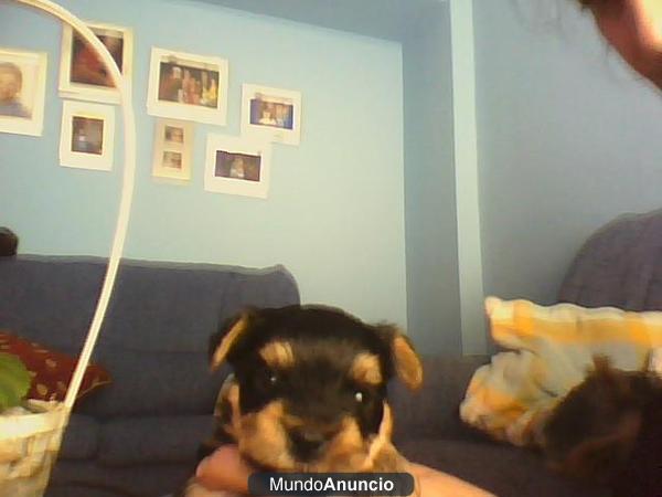 YORKSHIRE CACHORROS