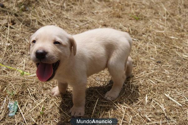 Camada de  Labrador ¡¡ www.doogs.es