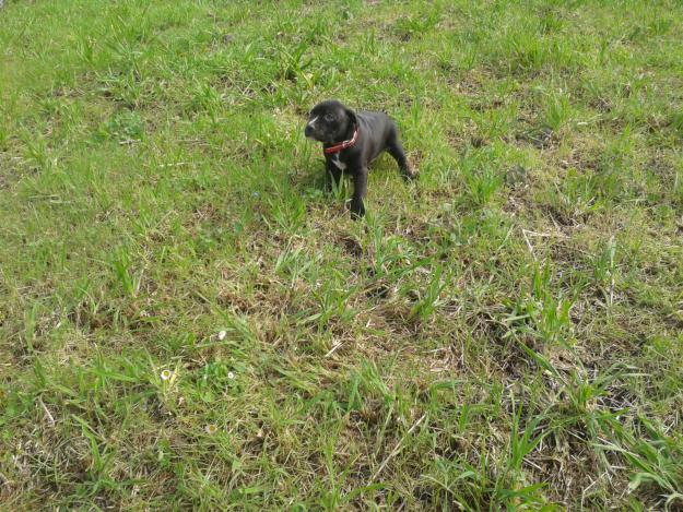 Cachorro pitbull