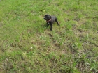 Cachorro pitbull - mejor precio | unprecio.es