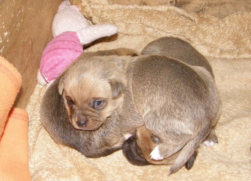 Cachorros de talla mini de adultos cruce ratonero