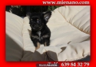 Perritos Chihuahua Toy en venta , ultima camada CAMBANUS EI - mejor precio | unprecio.es