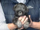 schnauzer mini sal y pimienta - mejor precio | unprecio.es