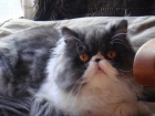 VENDO GATA PERSA AMERICANA - mejor precio | unprecio.es