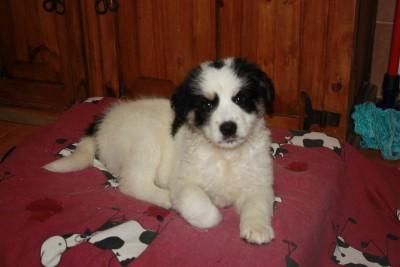 Vendo Mastin en talavera