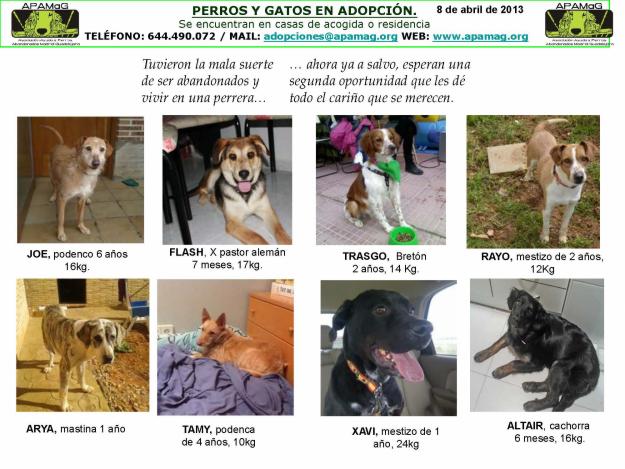 perros en adopción I