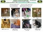 perros en adopción I - mejor precio | unprecio.es