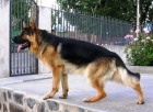 Cachorro de Pastor Alemán, el mejor de la camada - mejor precio | unprecio.es