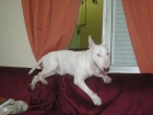 bull terrier busca novia - mejor precio | unprecio.es