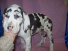 CachorreteS de DOGO ARLEQUIN - DANES - mejor precio | unprecio.es