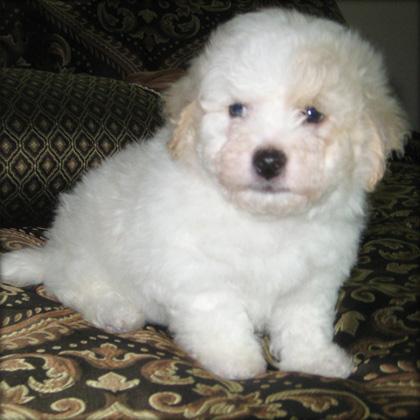 Cachorros de bichon maltes