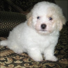 Cachorros de bichon maltes - mejor precio | unprecio.es