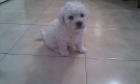 caniche enano - mejor precio | unprecio.es