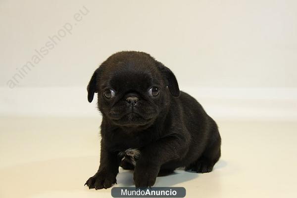 Carlinos preciosos cachorretes de primera calidad 440€