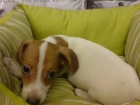 JACK RUSSEL TERRIER EN VENTA CACHORROS - mejor precio | unprecio.es