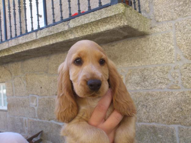 Preciosas Cachorritas de Cocker Spaniel Inglés (solo quedan 2!!!)