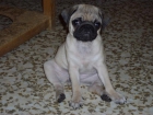 SE VENDE CARLINO - mejor precio | unprecio.es