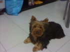 Yorkshire Terrier de 8 meses con pedigree. venta o cambio - mejor precio | unprecio.es