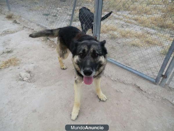 Chico, Pastor Alemán, en la perrera, 4 años