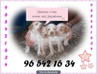Se regalancachorros braco bretón gratis de un mes - mejor precio | unprecio.es