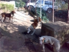 3 pondencas paterna puras y 1 macho - mejor precio | unprecio.es