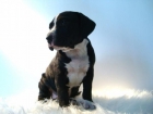 AMERICAN STANDFOR , CACHORROS DISPONIBLES , EN VARIOS COLORES . CACHORROS NACIONALES , CON GARANTIAS Y PEDIGREE - mejor precio | unprecio.es