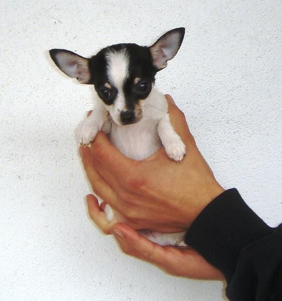 CACHORROS DE CHIHUAHUA  900